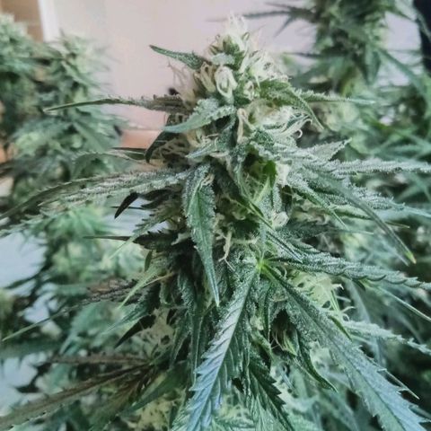 Auto Kong #4 growlog timeline photo