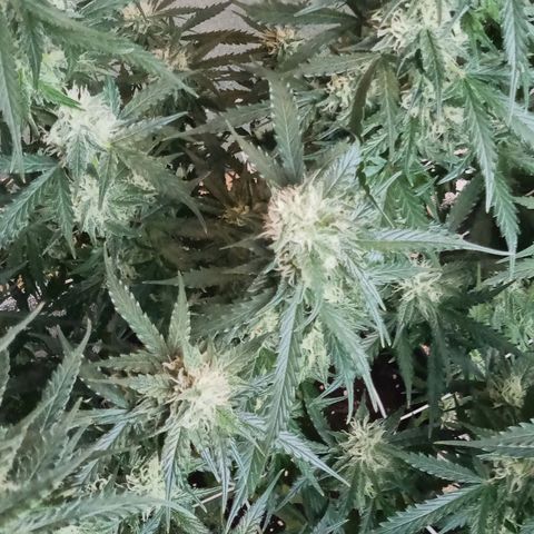 Auto Kong #4 growlog timeline photo