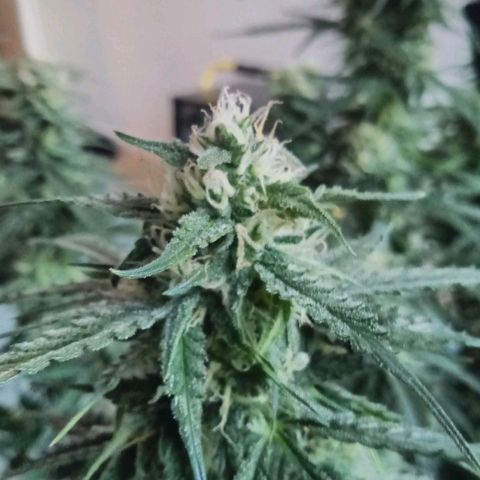 Auto Kong #4 growlog timeline photo