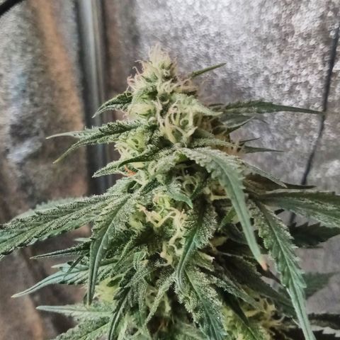 Auto Kong #4 growlog timeline photo
