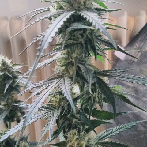 Auto Kong #4 growlog timeline photo