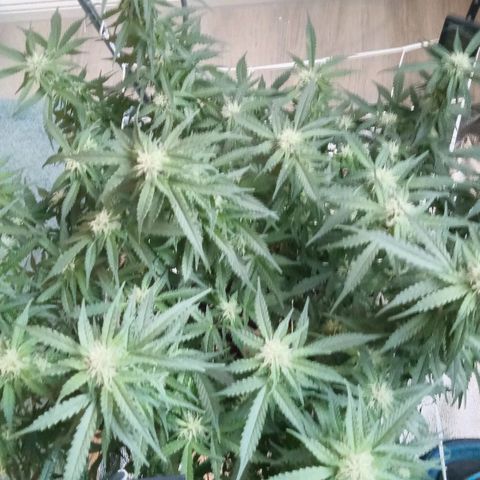 Orange Punch growlog timeline photo