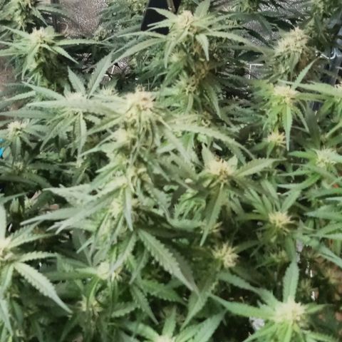Orange Punch growlog timeline photo