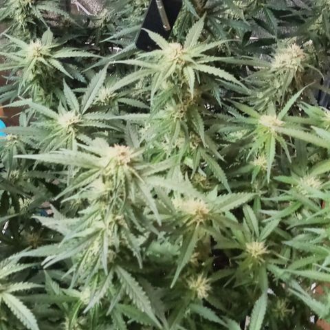 Orange Punch growlog timeline photo