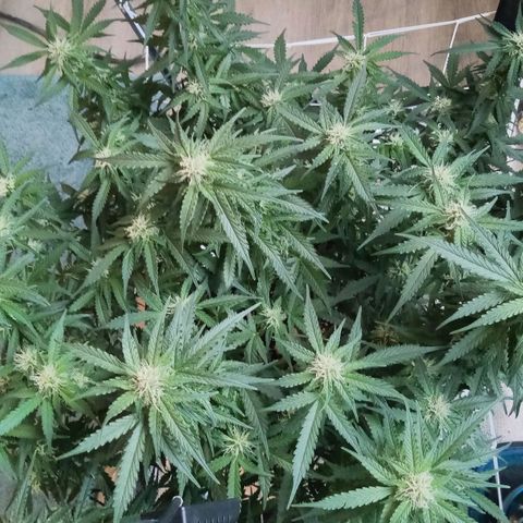 Orange Punch growlog timeline photo