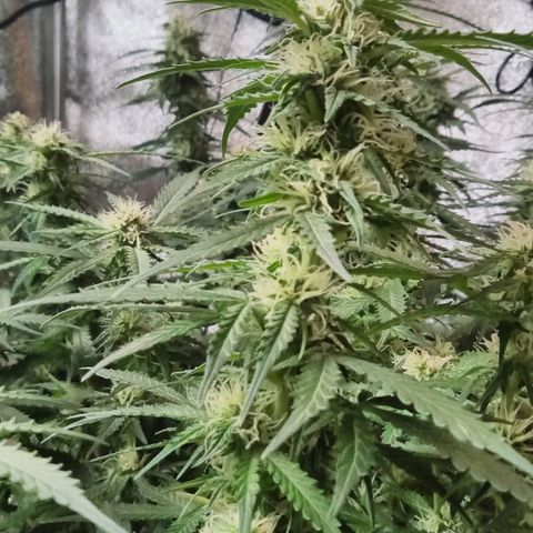 Orange Punch growlog timeline photo