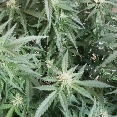 Orange Punch growlog timeline photo