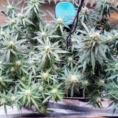 Orange Punch growlog timeline photo