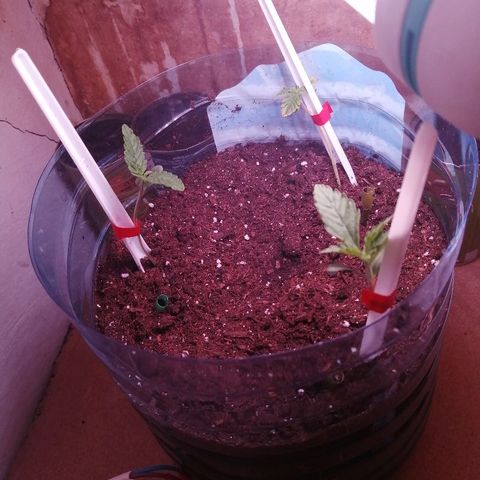 Amnesia growlog photo: На одном из кустиков от лампочки подгорели листья. 