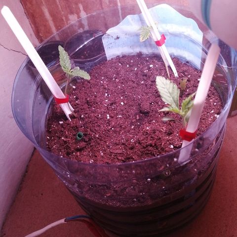 Amnesia growlog photo: На одном из кустиков от лампочки подгорели листья. 
