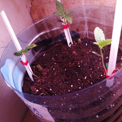 Amnesia growlog photo: Ситуация набирает стабильность. 