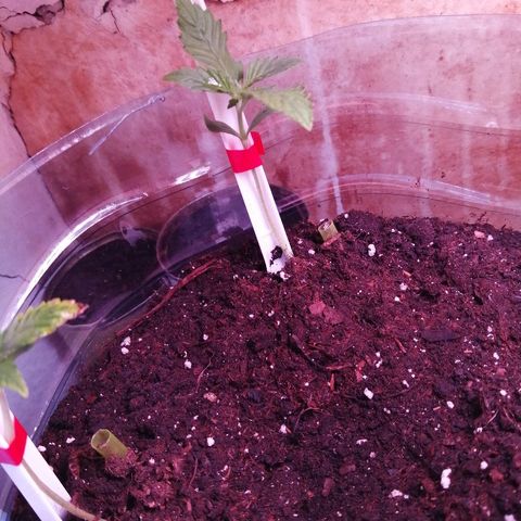 Amnesia growlog photo: Ситуация набирает стабильность. 