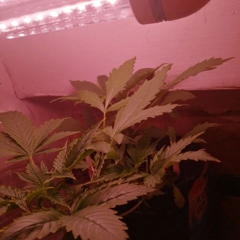 Amnesia growlog photo: Отак. 