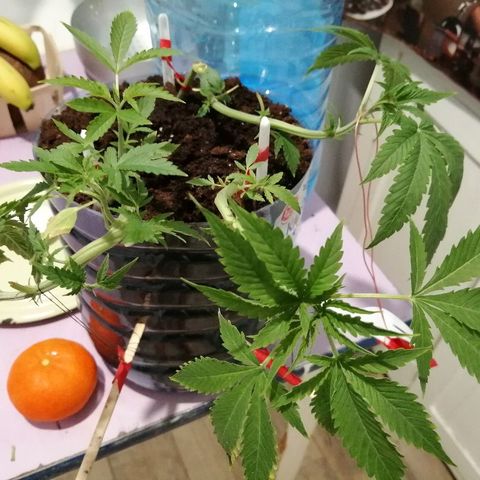 Amnesia growlog photo: Новые колья растут активно, необходима пересадка. 