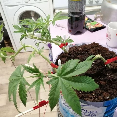 Amnesia growlog photo: Новые колья растут активно, необходима пересадка. 