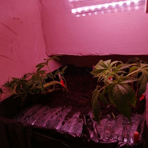 Amnesia growlog photo: После пересадки. 