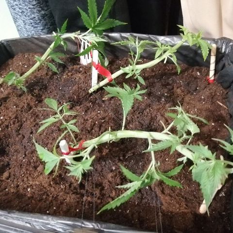 Amnesia growlog photo: Щипка пошла полным ходом. 3 колпака дают о себе знать. 