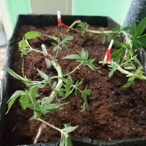 Amnesia growlog photo: Щипка пошла полным ходом. 3 колпака дают о себе знать. 