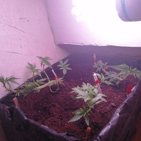 Amnesia growlog photo: И таки красиво растёт 💹