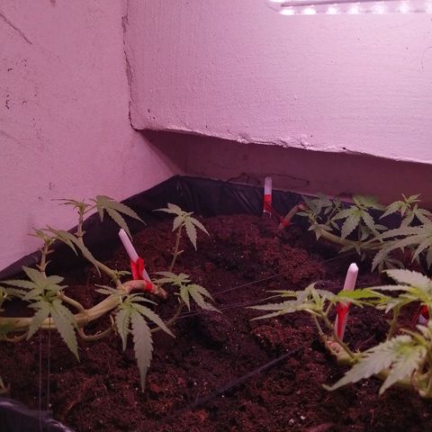 Amnesia growlog photo: Осмотр. 
