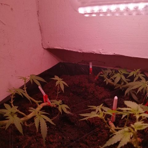 Amnesia growlog photo: Осмотр. 