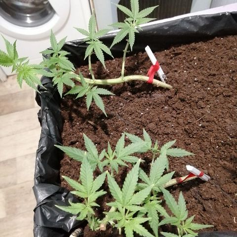 Amnesia growlog photo: Амнезия цветёт, шишки слабые, маленькие из-за гермафродитности растения, все мужские початки обрезал. Пуля ещё все же к цвету не перешла, по крайней мере усиков нет. После любой обрезки набирает листву, обрезание сократил в двое, что бы не затягивать с цветением.