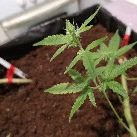 Amnesia growlog photo: Амнезия цветёт, шишки слабые, маленькие из-за гермафродитности растения, все мужские початки обрезал. Пуля ещё все же к цвету не перешла, по крайней мере усиков нет. После любой обрезки набирает листву, обрезание сократил в двое, что бы не затягивать с цветением.
