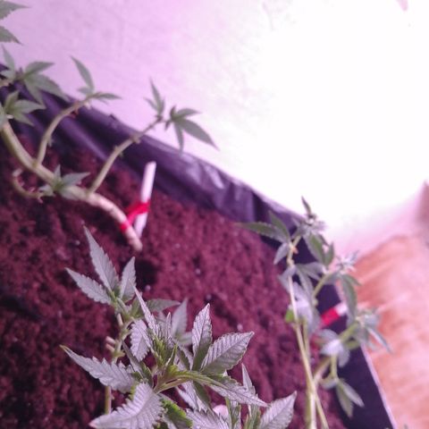 Amnesia growlog photo: Амнезия продолжает радовать, Пуля ожидает цветения. 