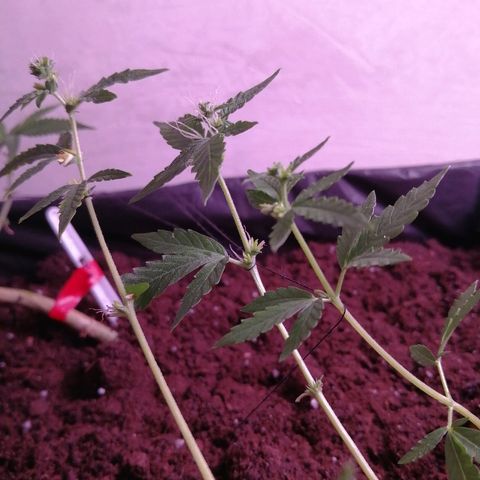 Amnesia growlog photo: Амнезия продолжает радовать, Пуля ожидает цветения. 