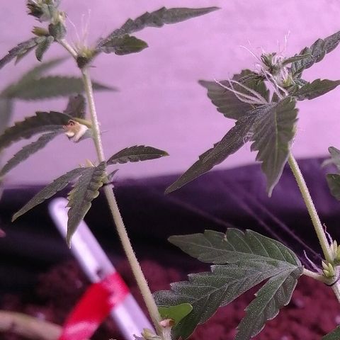 Amnesia growlog photo: Крупный план. 