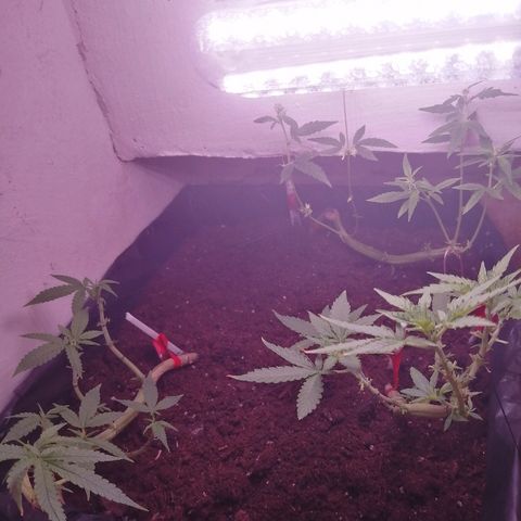 Amnesia growlog photo: Пуля что-то так и не цветёт. Амнезия вся гермафродит, надо вырезать и высушить наверное полностью через пару дней. 