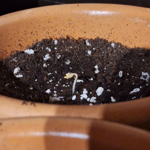 Royal Runtz Spargel #1 growlog timeline photo