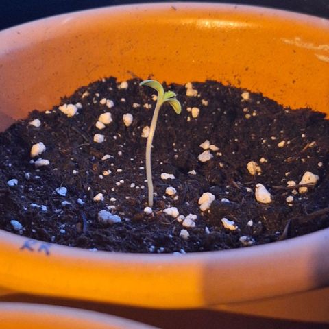 Royal Runtz Spargel #1 growlog timeline photo