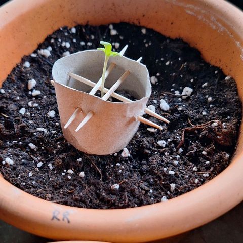 Royal Runtz Spargel #1 growlog timeline photo