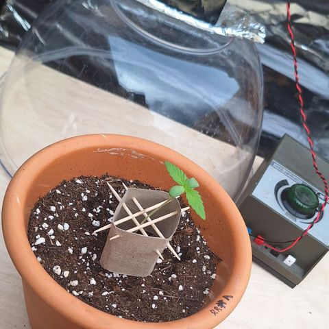 Royal Runtz Spargel #1 growlog timeline photo