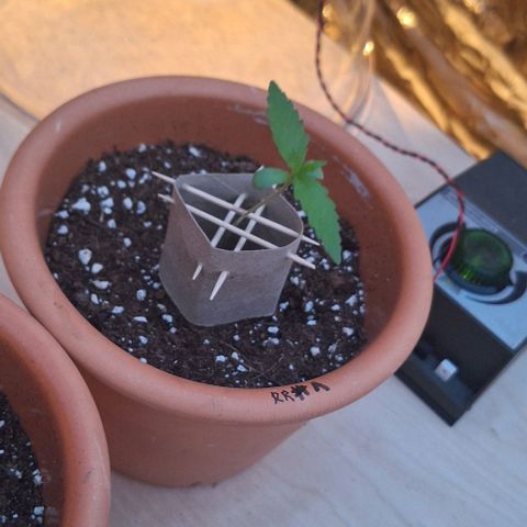 Royal Runtz Spargel #1 growlog timeline photo