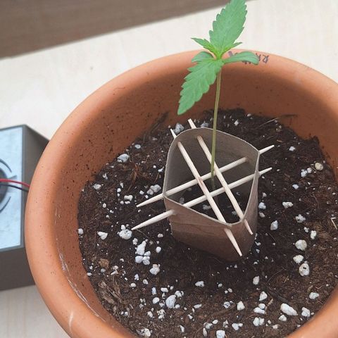 Royal Runtz Spargel #1 growlog timeline photo