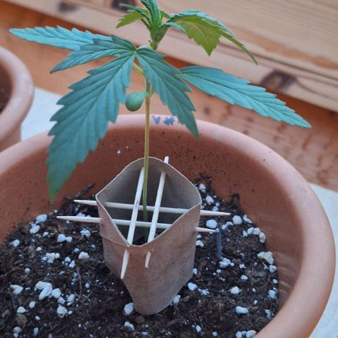 Royal Runtz Spargel #1 growlog timeline photo