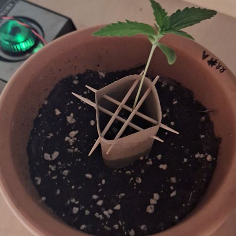 Royal Runtz Spargel #1 growlog timeline photo