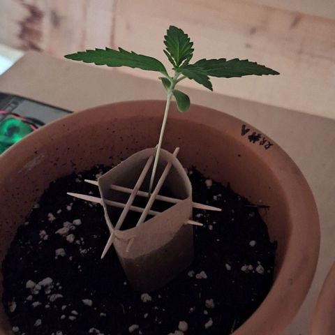 Royal Runtz Spargel #1 growlog timeline photo