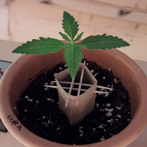 Royal Runtz Spargel #1 growlog timeline photo