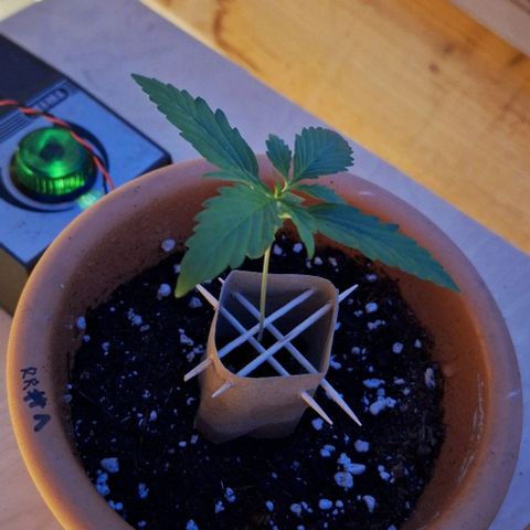 Royal Runtz Spargel #1 growlog timeline photo