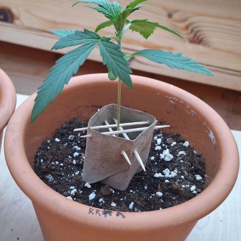 Royal Runtz Spargel #1 growlog timeline photo