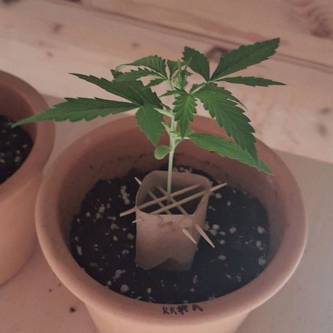 Royal Runtz Spargel #1 growlog timeline photo