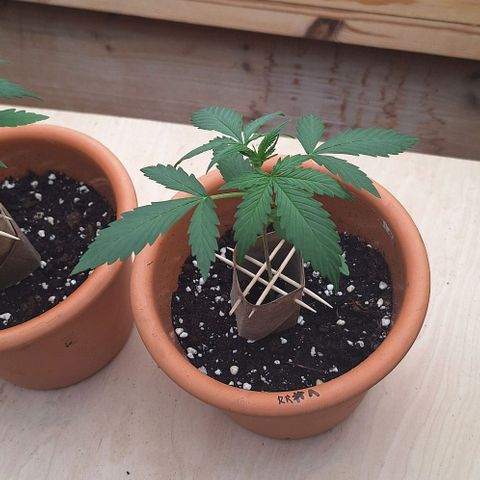 Royal Runtz Spargel #1 growlog timeline photo