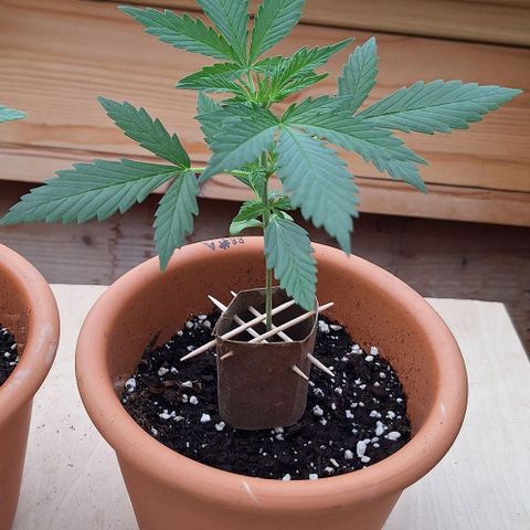Royal Runtz Spargel #1 growlog timeline photo