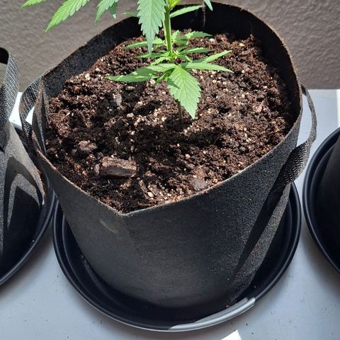 Royal Runtz Spargel #1 growlog timeline photo
