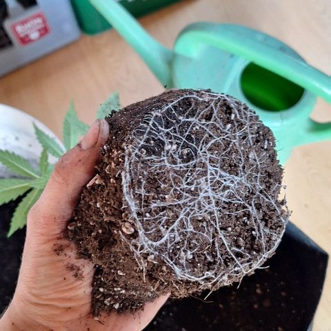 Royal Runtz Spargel #1 growlog timeline photo