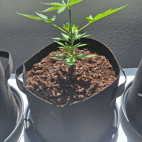 Royal Runtz Spargel #1 growlog timeline photo