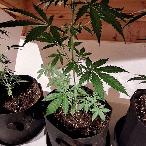Royal Runtz Spargel #1 growlog timeline photo